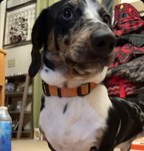 Meet your Posher, Addison